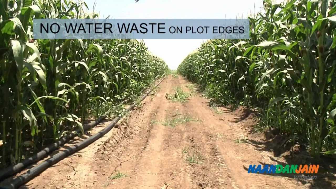 Growing Corn With Drip Irrigation