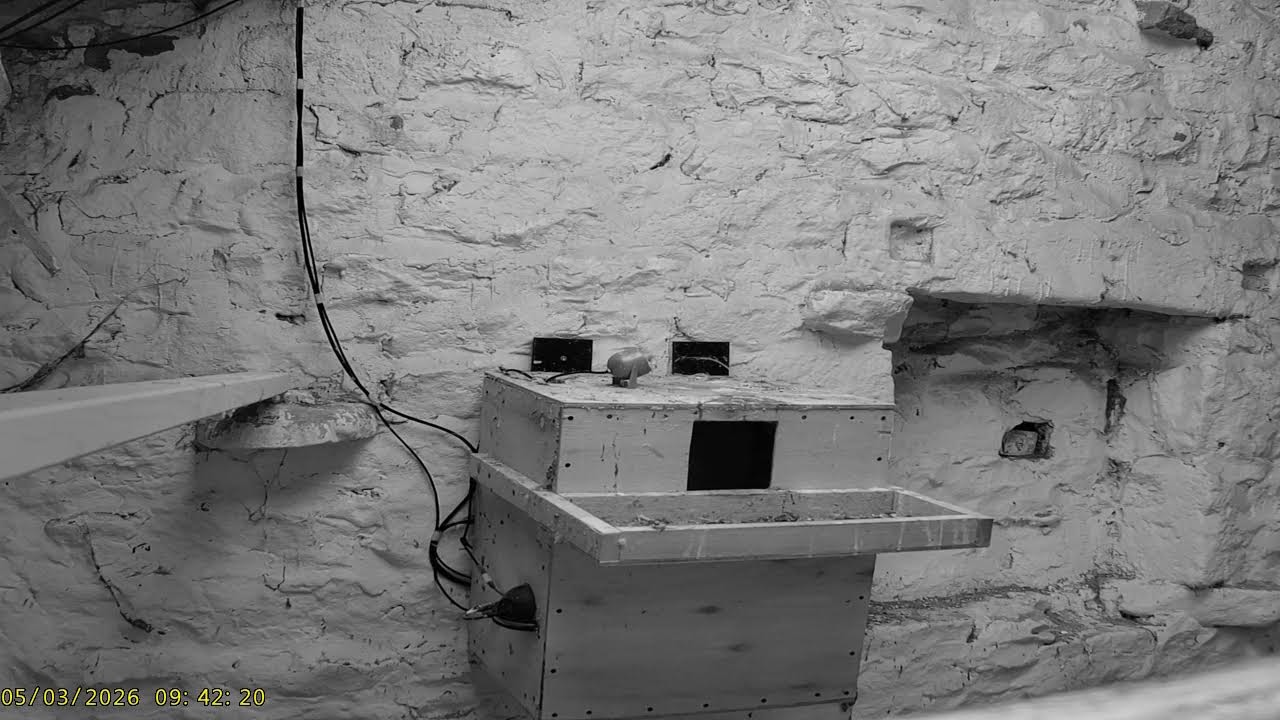 Wharfedale Barn Owls: 2 Outside🌙04/03/26