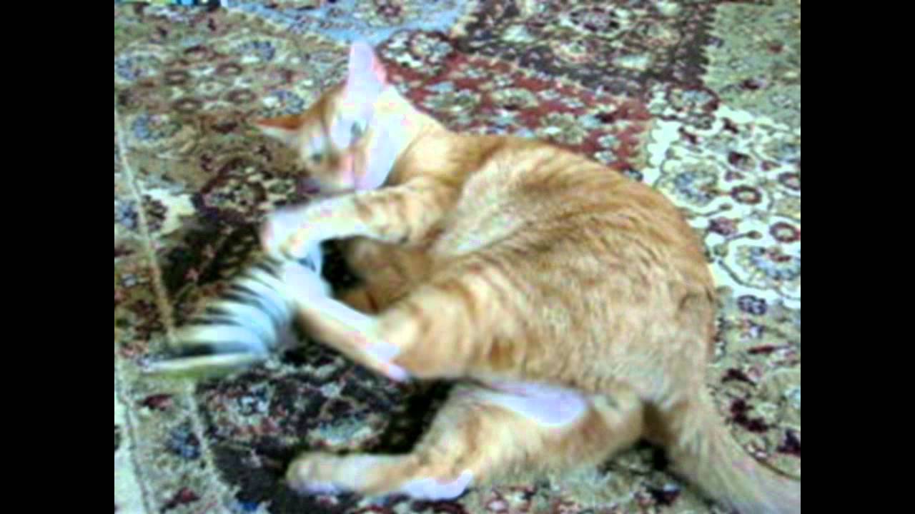 Pet Product Review: Designer Cat Toys by Moderncat Studio