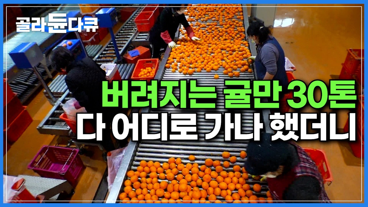 물러지기 쉬워 상품 가치 없어지는 귤 양만 무려 30톤! 어마어마한 양이 어디로 가나 했더니｜귤 착즙 과정에서 볼 수 있는 특이한 작업｜제주 한라봉 수확｜극한직업｜#골라듄다큐