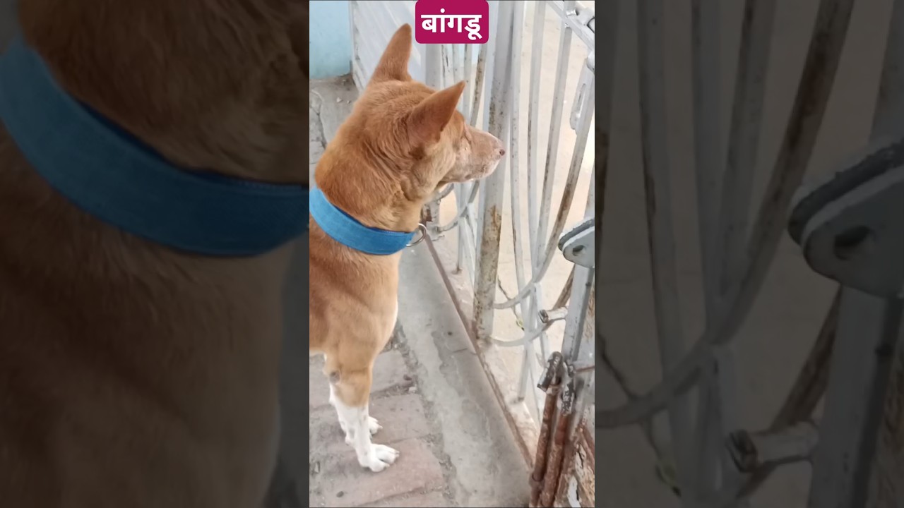 #dog