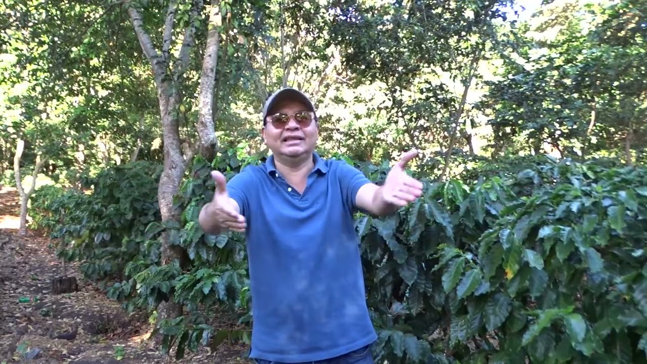 Podando los setos una poda sencilla  para un mejor desarrollo para la planta de café