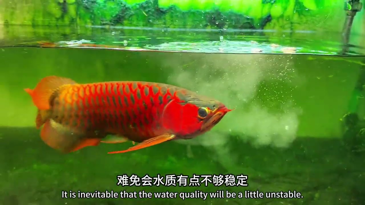 从0养龙鱼第188集（换水细节）