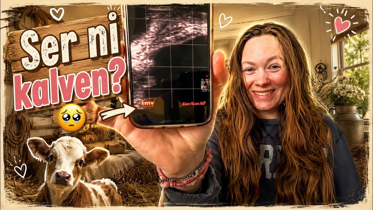 Tycker kossorna om majsen?🌽 Vlogg 160