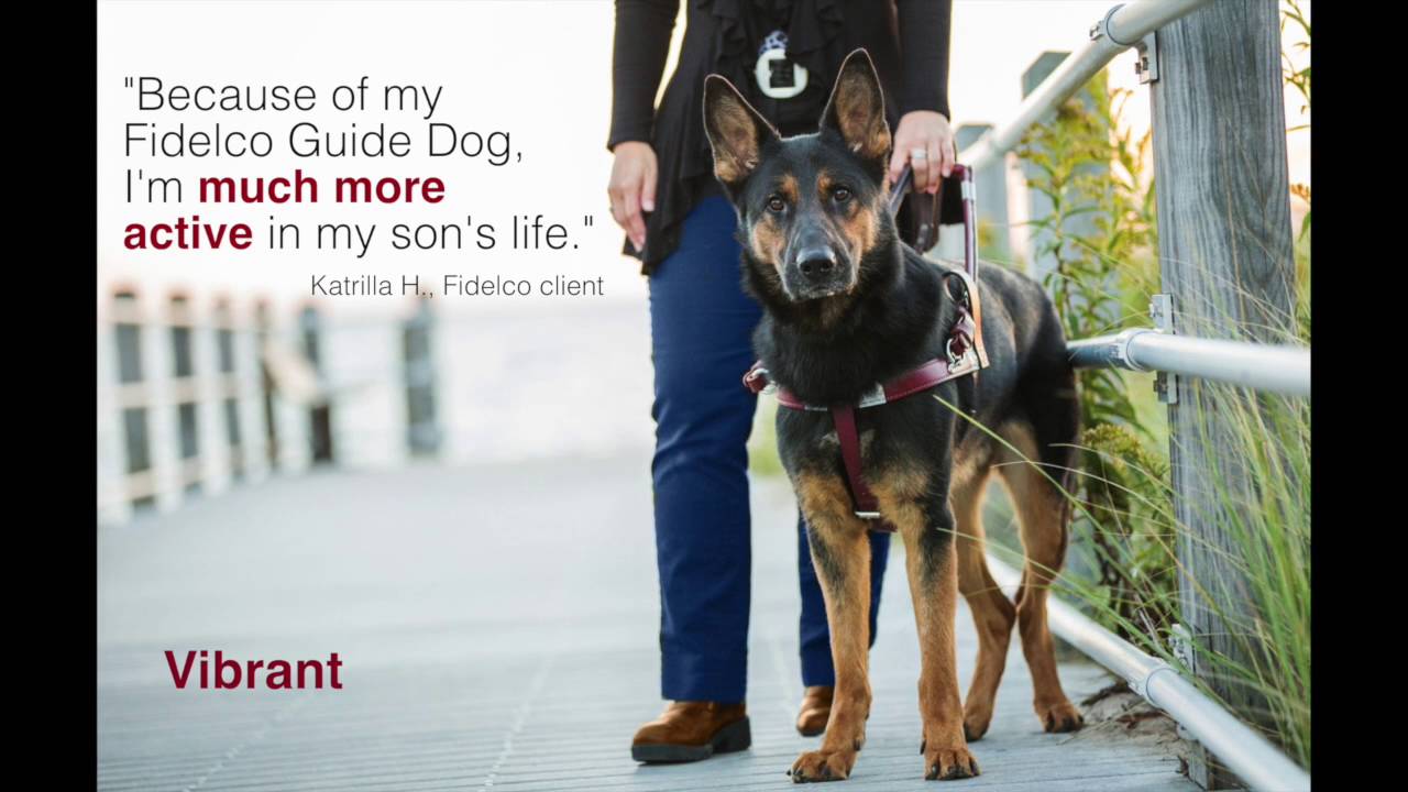 Life-changing Fidelco Guide Dogs