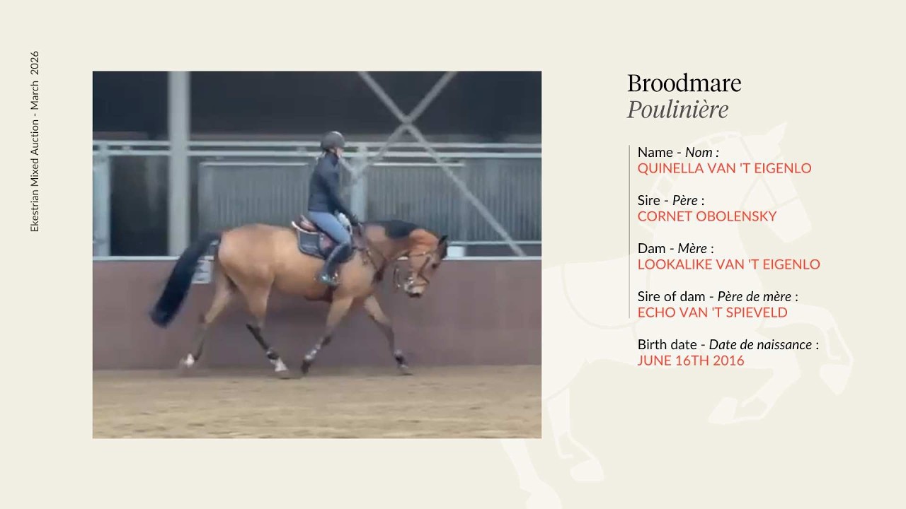 Lot 11 - Cornet Obolensky x Echo van't Spieveld