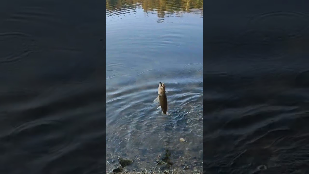 pesca de Lúcio perca em Belver , Portugal!