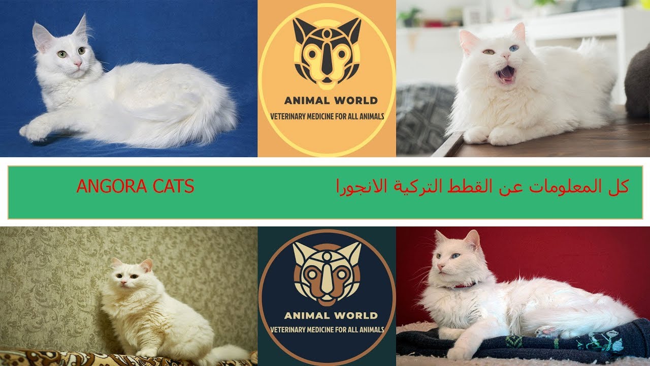 كل المعلومات عن القطط التركية الانجورا TURKISH ANGORA CATS