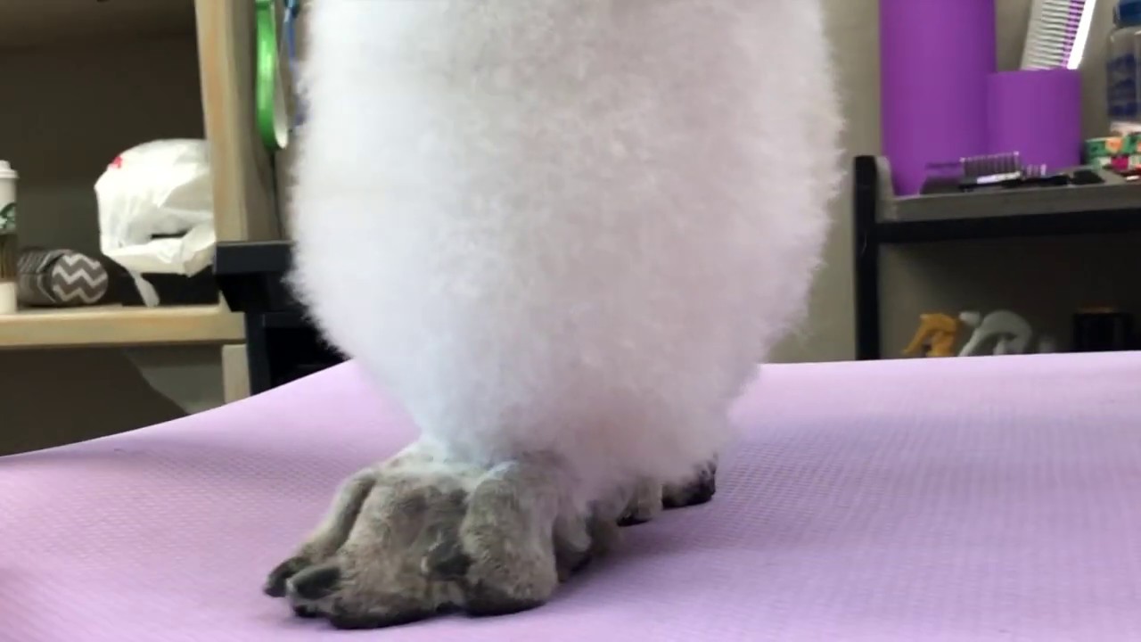 Beveling a Poodle Foot 101