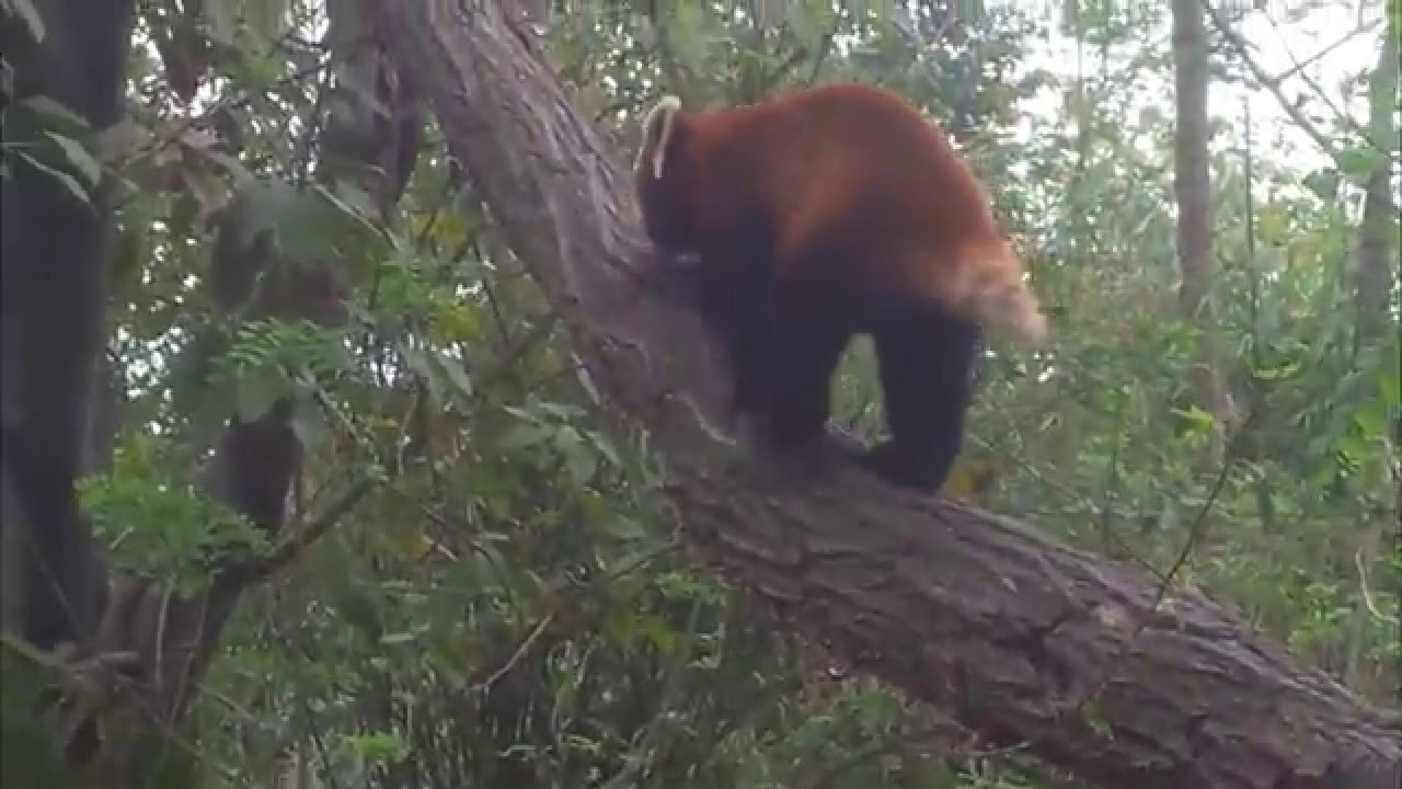 red panda climbing skills - like kung fu (cat-bear)