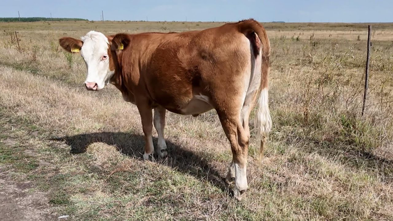 Die Banater Heide - Huttwed on Hottar rond om Billed   August 2024