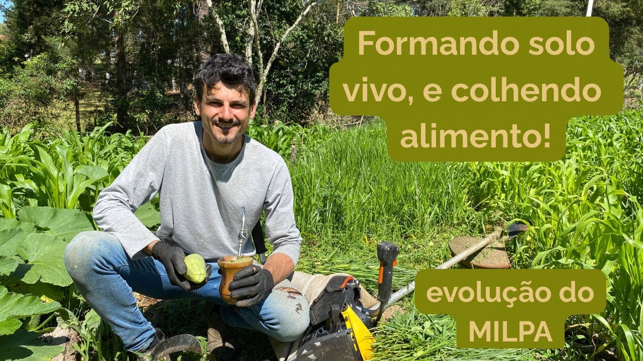 Terça do MILPA - Nem tudo cresce igual — e tá tudo bem! O milpa se equilibra!
