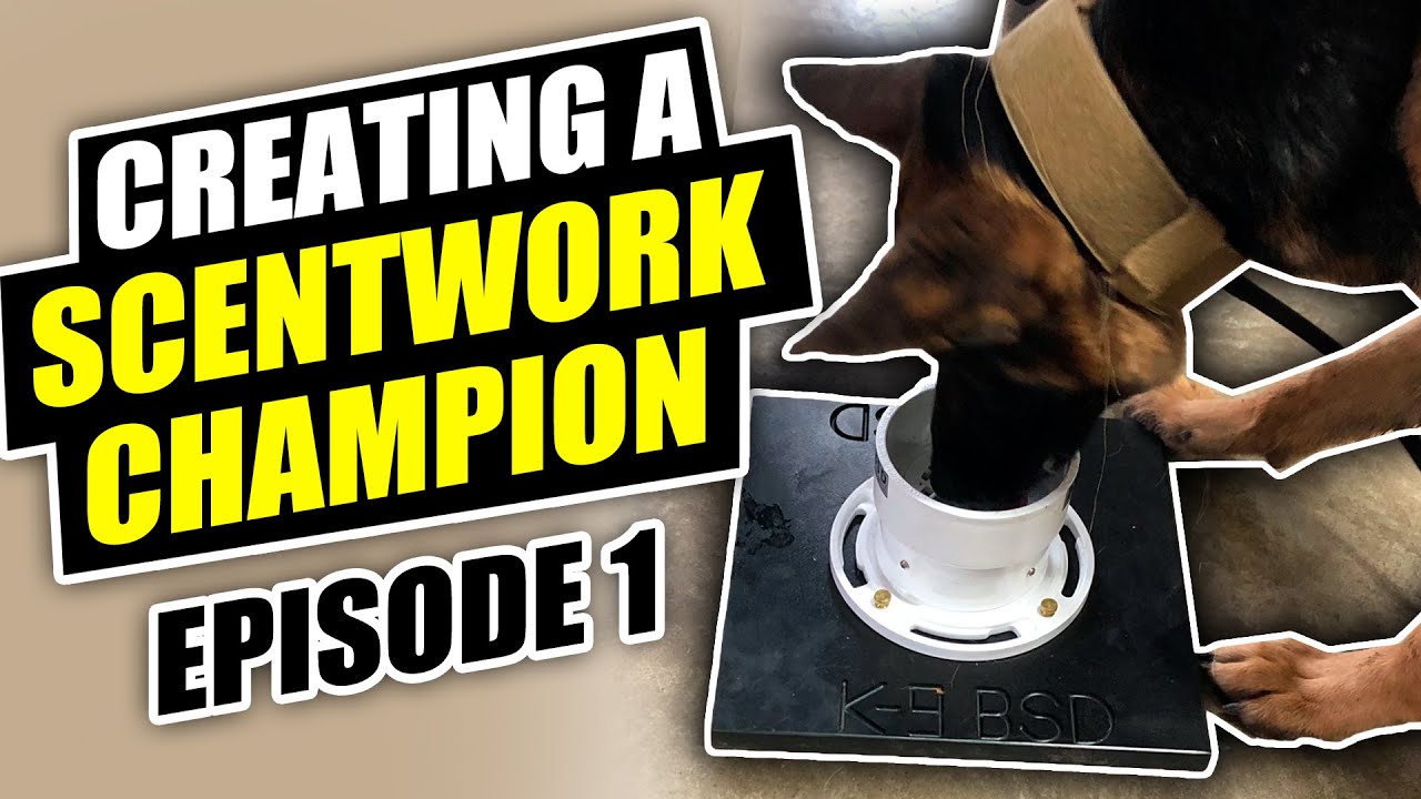 Creating a Scentwork Champion | Episode 1