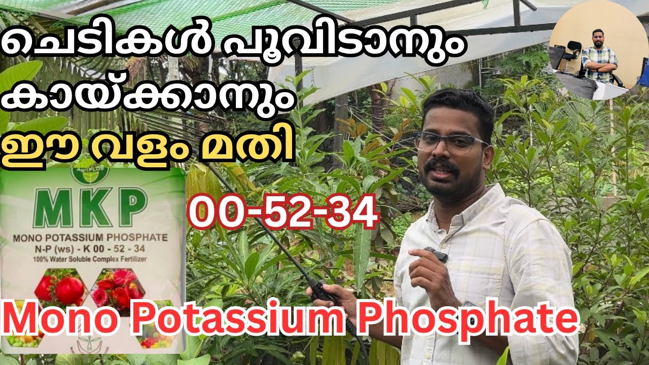 ചെടികൾ പൂവിടാനും കൂടുതൽ കായ്ഫലം കിട്ടാനും | Mono Potassium Phosphate | MKP 00-52-34