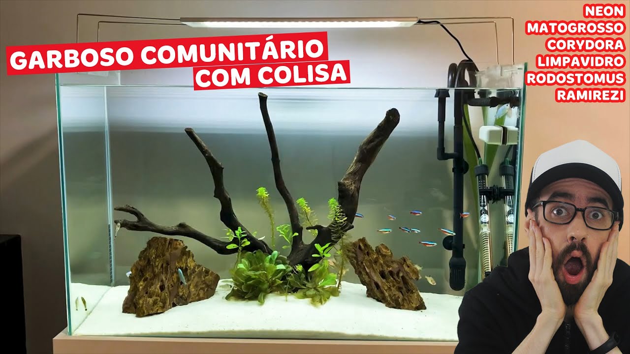 Reagimos ao AQUÁRIO COMUNITÁRIO DE NEON, COLISA, CORYDORA E MAIS do Ricardo.