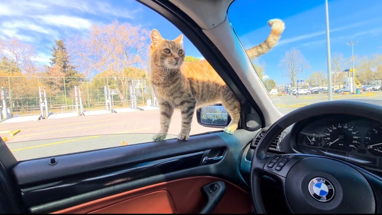 Stray cats that Stopped my Car want me to give them food.