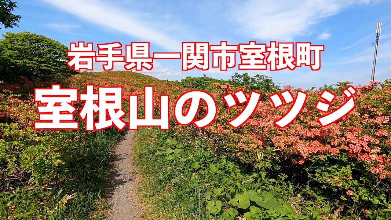 岩手県一関市室根町　室根山のツツジ　２０万本