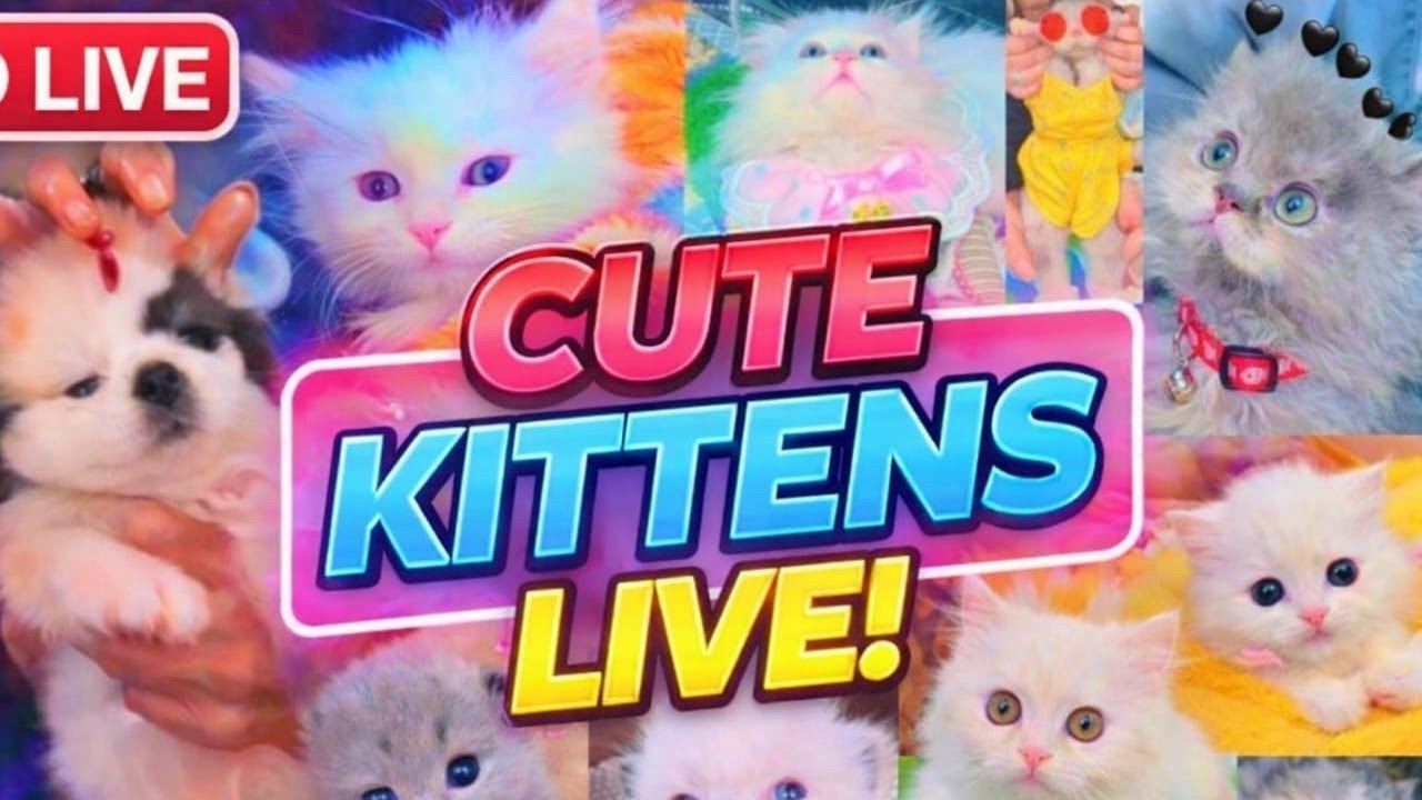 Cute   kitten 🐾 Live 🤩 [125]  #cat #ytshorts #livestream #live #foryou #viralvideo #youtubeshorts