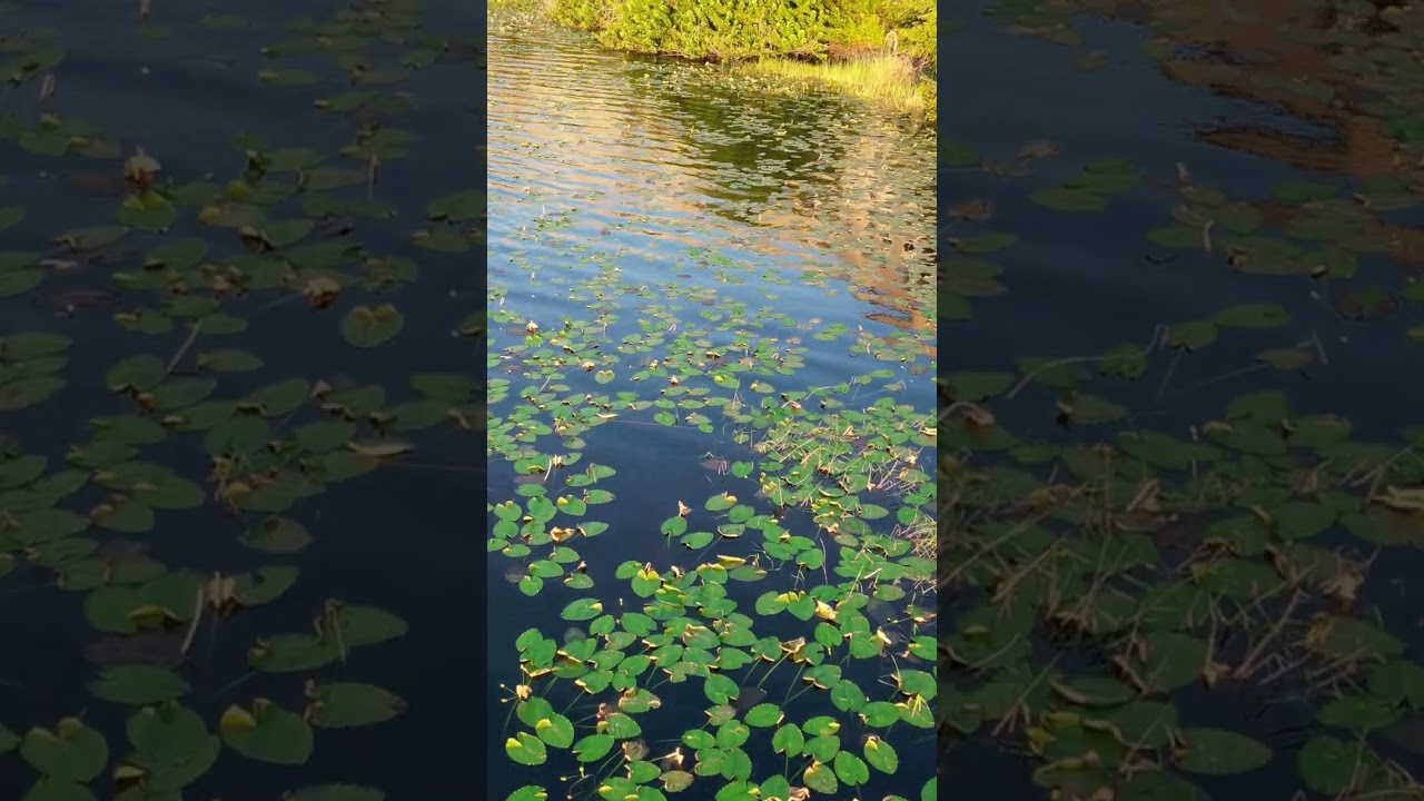 Escape the Noise and Experience Deep Relaxation with Serene Nature Views and Tranquil Piano Music