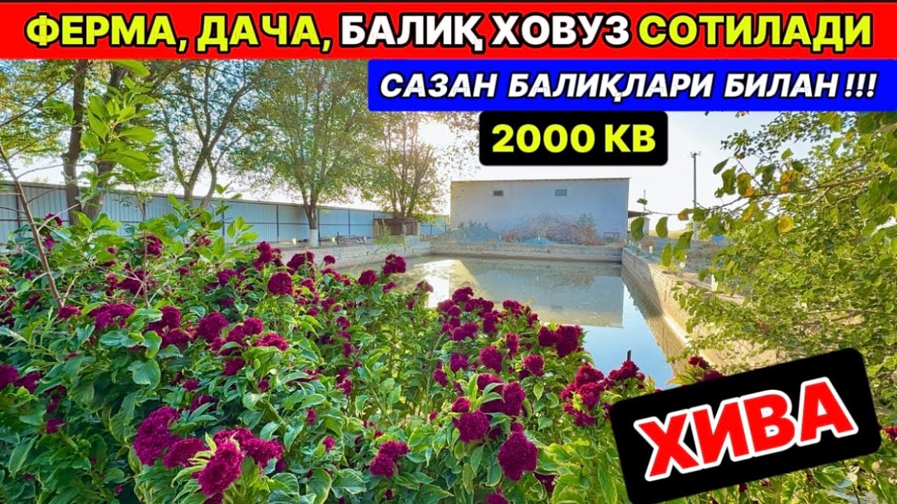 ХИВА ФЕРМАХОНА, БАЛИҚ ХОВУЗ, ДАЧА СОТИЛАДИ ХИВА 19-сентября 2025 г.