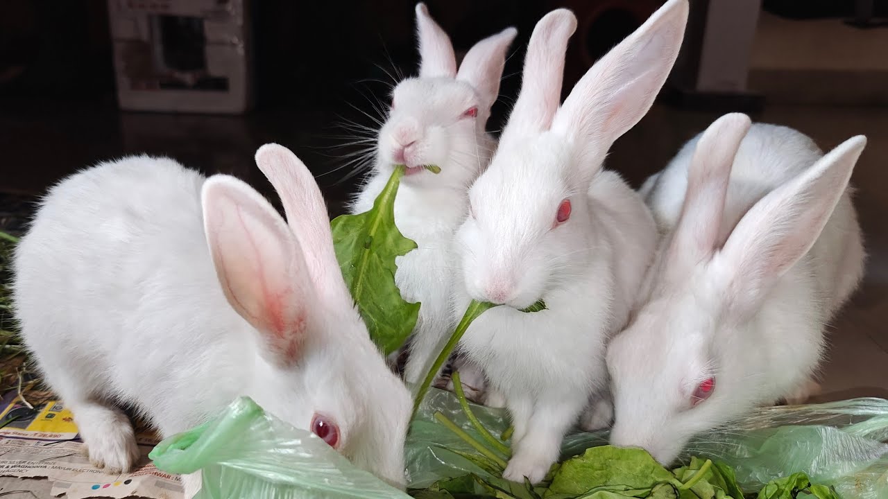 Radha Krishna Pets 🐇 | Cute Rabbit Shorts & Care Tips