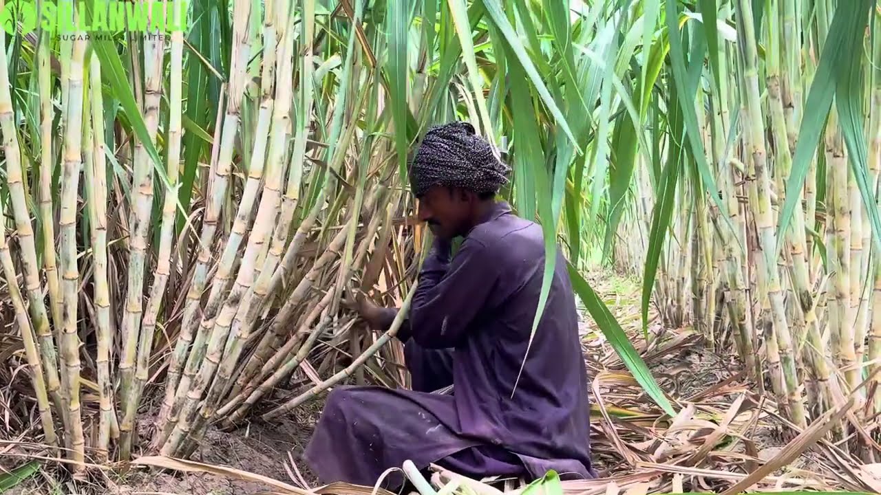 Modern Sugarcane farming | Sugarcane crop management to prevent lodging