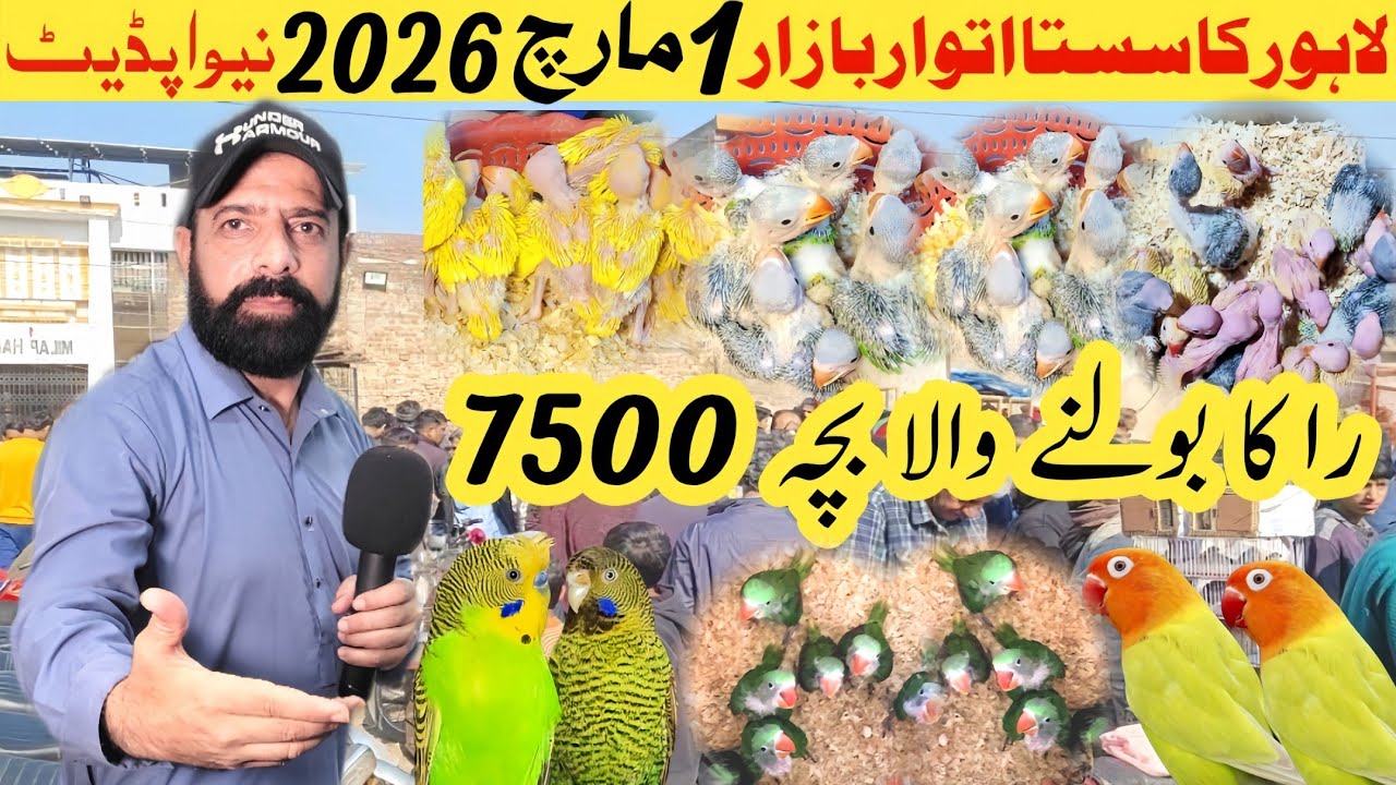 Sunday birds market latest update | Talking Parrot chicks 