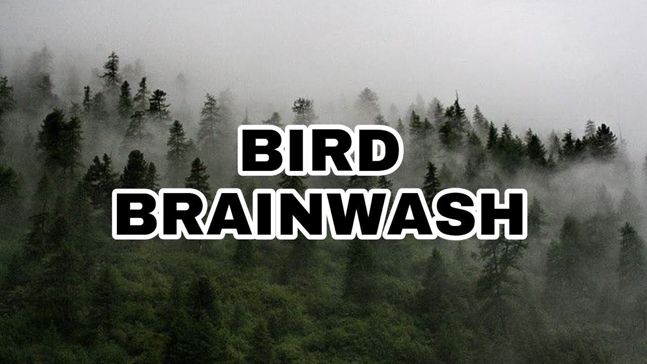 BRAINWASH TERAPI BURUNG