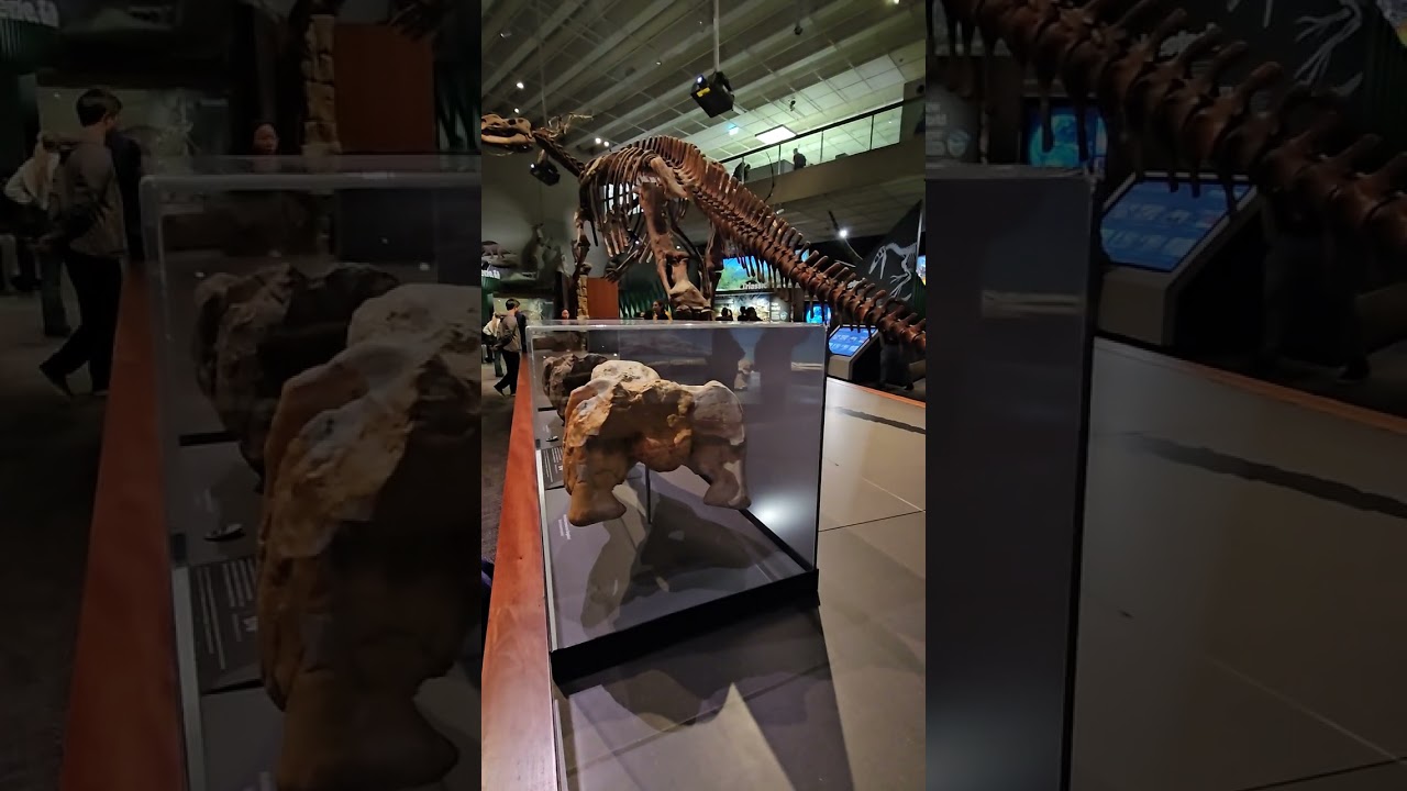 20250630澳洲布里斯本BRISBANE博物館，恐龍及動物化石