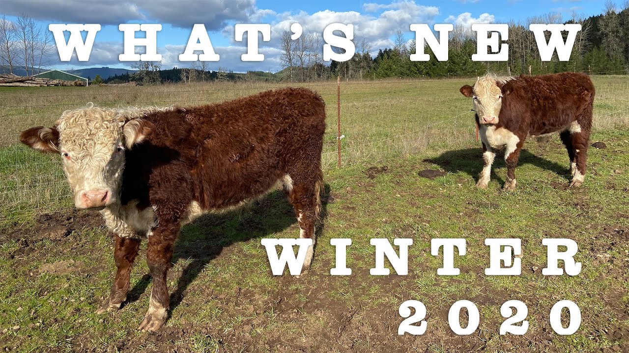 Processing a Cow and Breeding a Dog + More to Come in 2020!