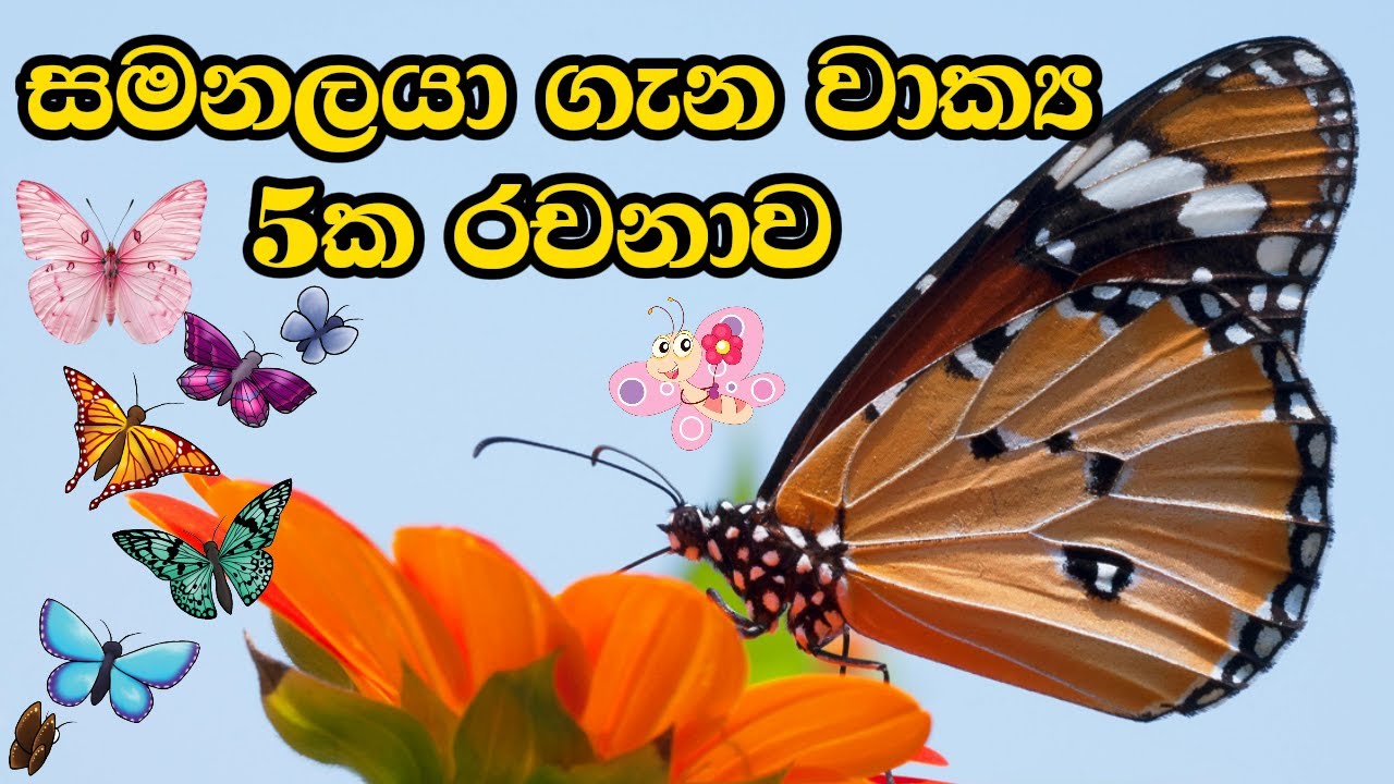 සමනලයා ගැන වාක්&zwj;ය රචනාවsamanalaya gana rachana|samanalaaya gana weki|samanalaya gena rachana