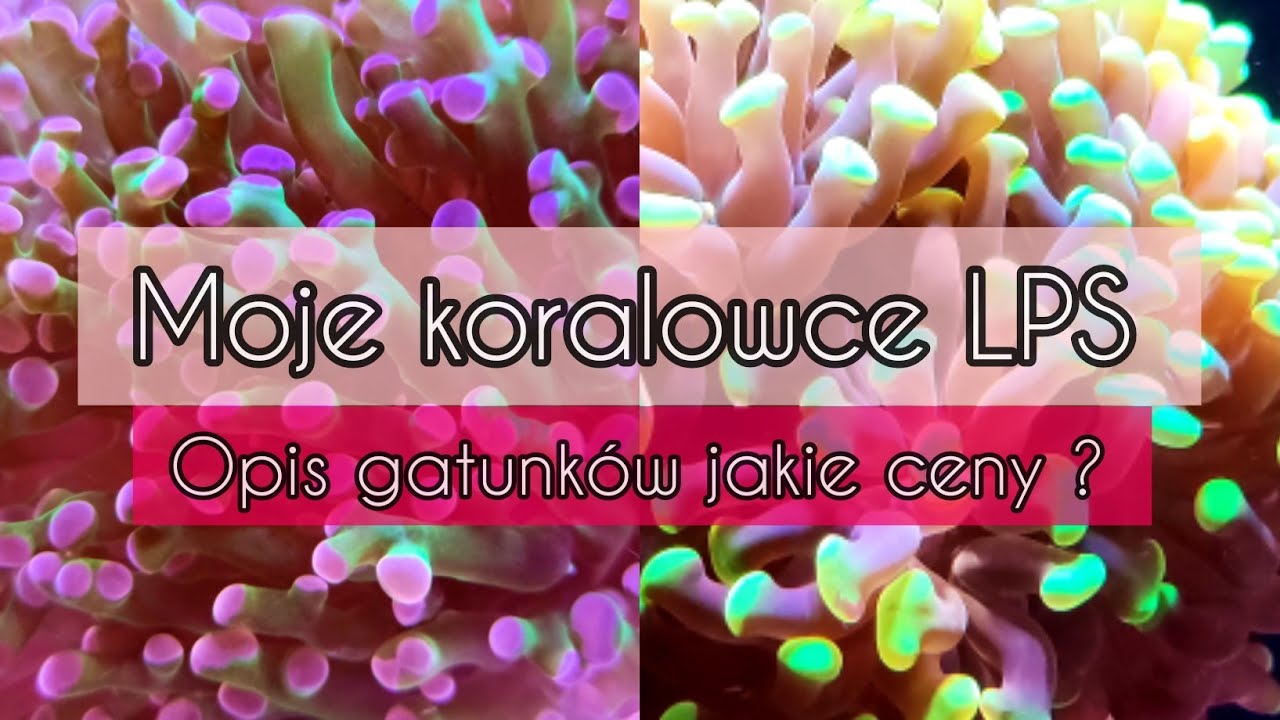 Moje koralowce LPS ,opis gatunków, jakie ceny ?odc.14 #morskie #akwarystyka #akwarium