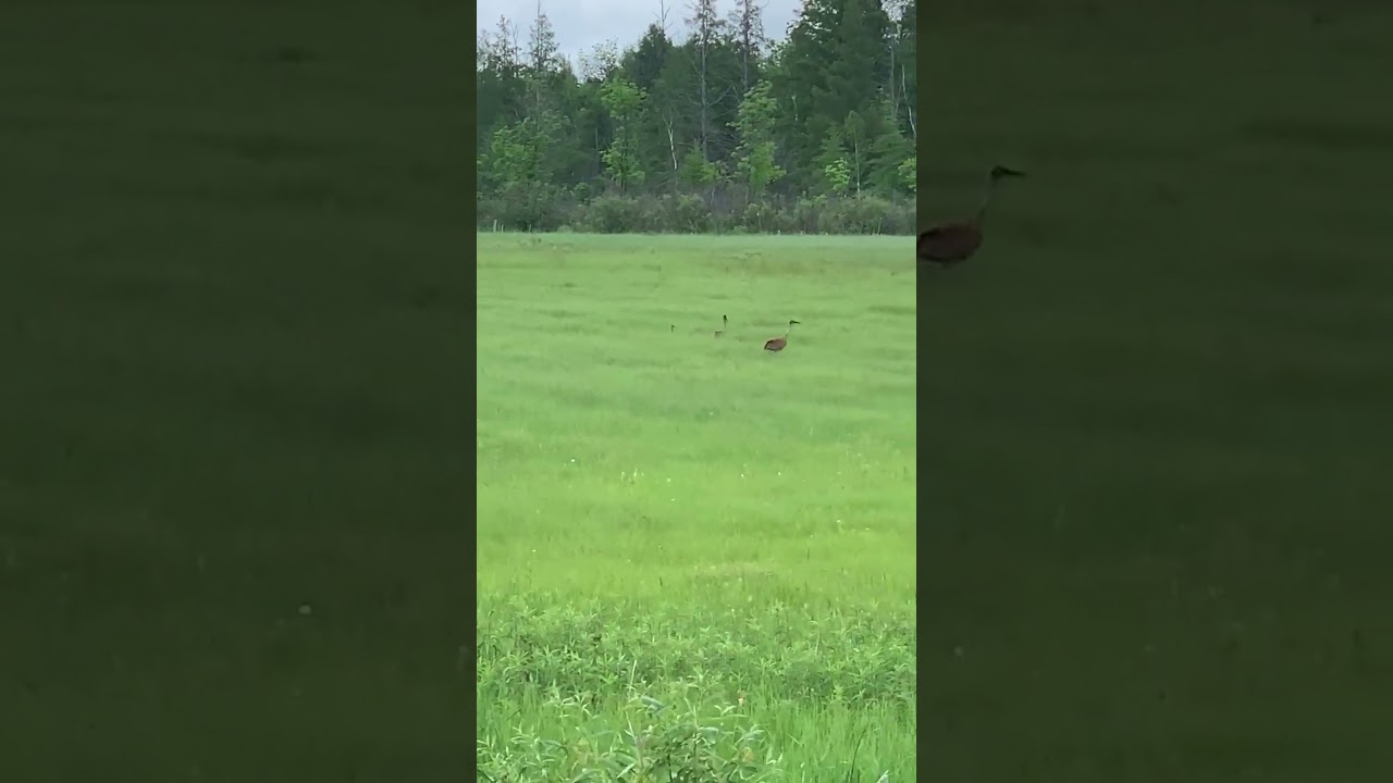 two sand hill cranes and their young - ShannonAvalon