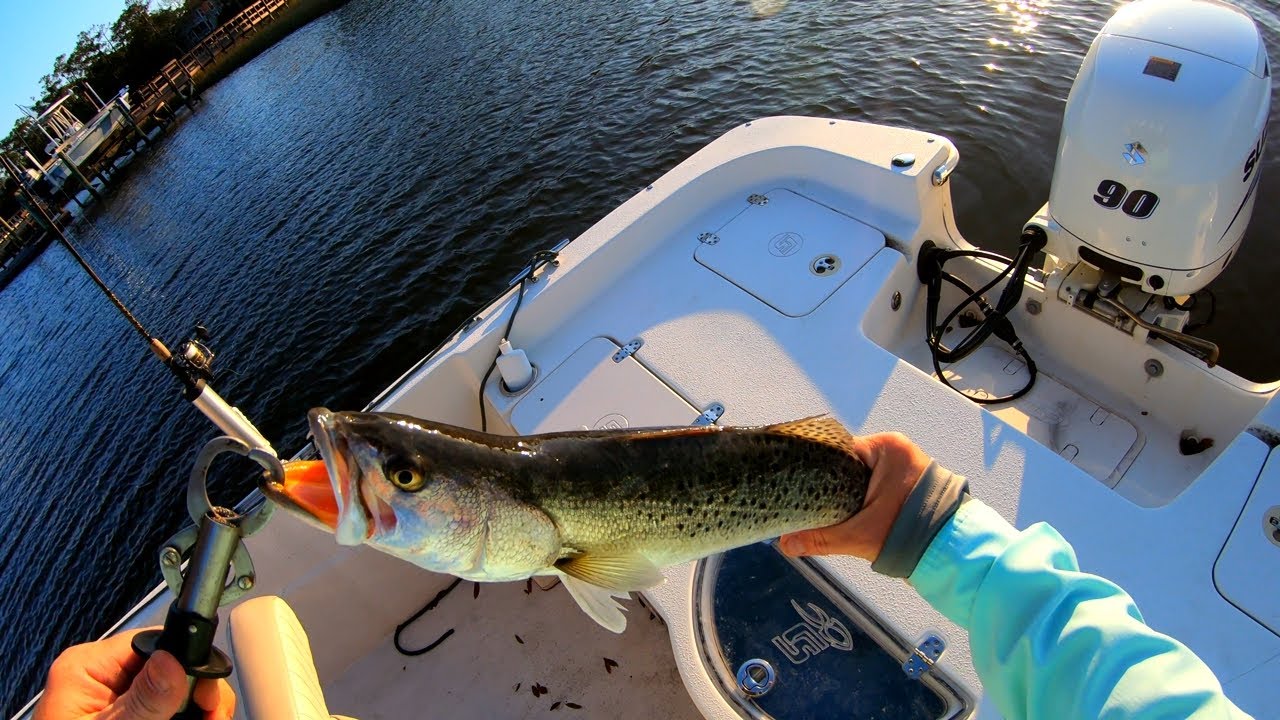 speckled trout/sea trout fishing in late fall. Seatrout fishing w/z man in creeks in Oak Island, Nc.