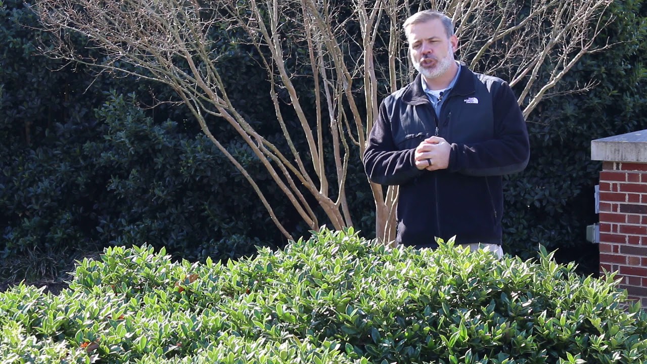 Carissa Chinese holly (Ilex cornuta 'Carissa') - Plant Identification