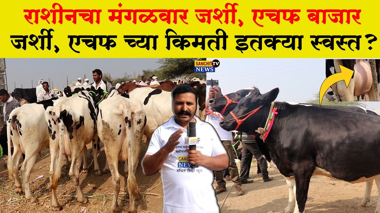 राशीन बाजारात जर्शी, एचफ च्या किमती इतक्या स्वस्त? राशीन बाजार | Rasin Bajar