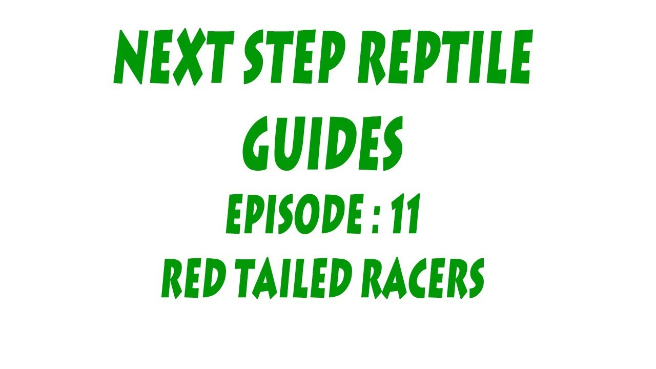 S'N'A INTERMEDIATE SERIES : Episode 11 - Red Tail Racers (Gonyosoma oxycephalum)
