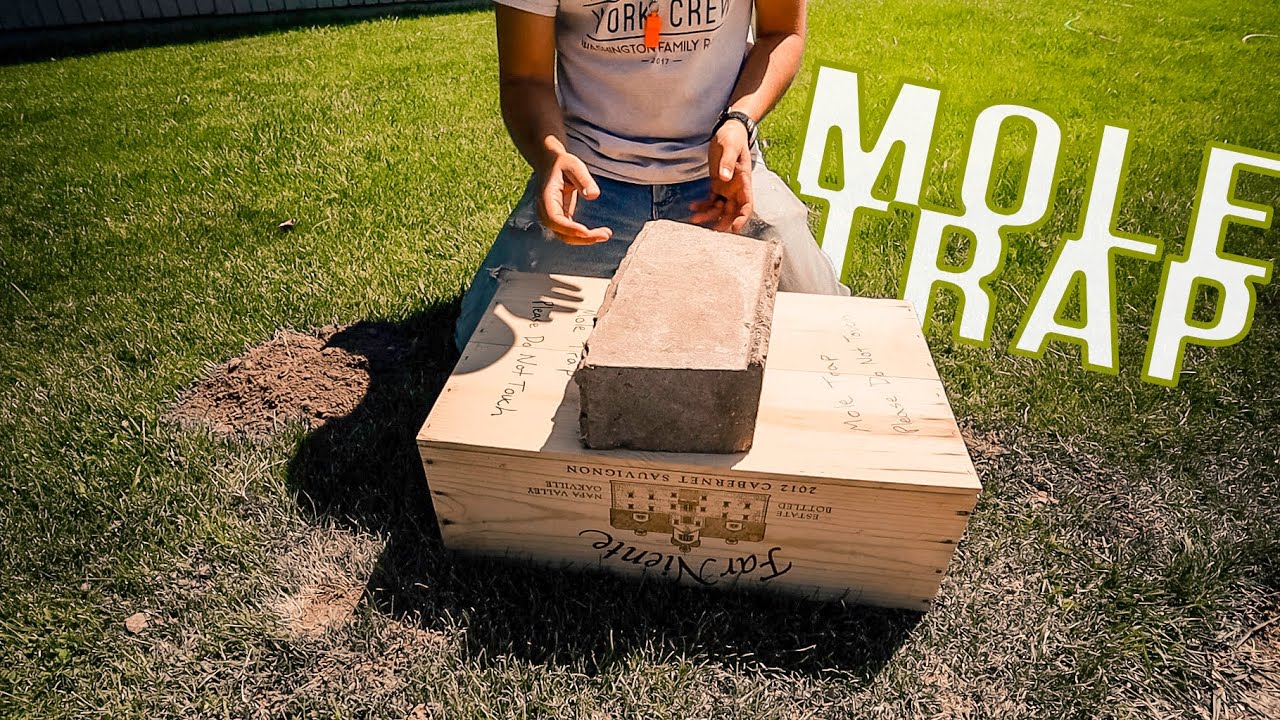 How To Set A Mole Trap