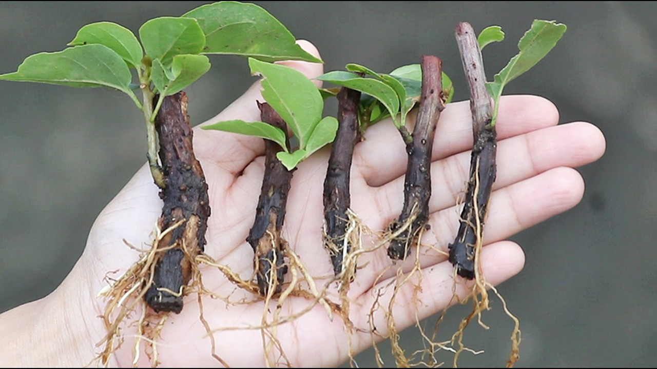 5 surprisingly EASY ways to propagate bougainvillea, you won't fail again!