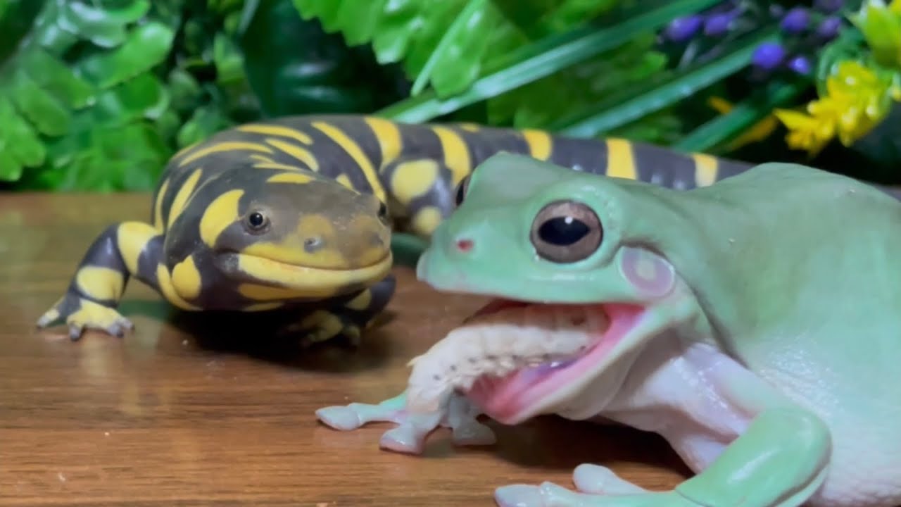Jealous🐸 salamander looking for food！(Tiger Salamander, Australian Green Tree Frog)