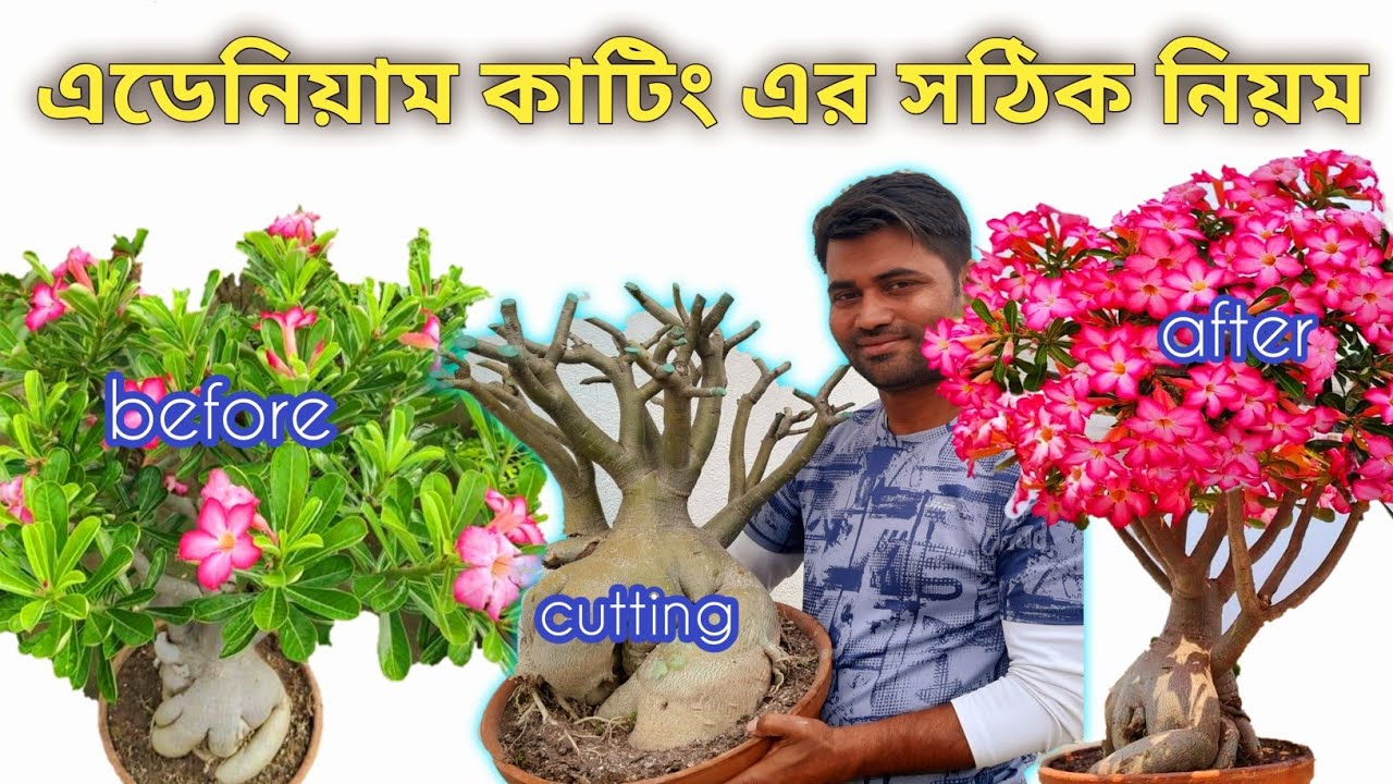 এডেনিয়াম গাছের ডাল ছাটার আসল সময় ও পদ্ধতি // Unique method to adenium cutting.