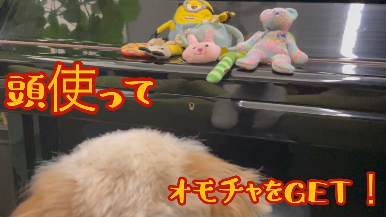 ピアノの上に並べられたオモチャを上手にゲット出来るかな？【シーズー】