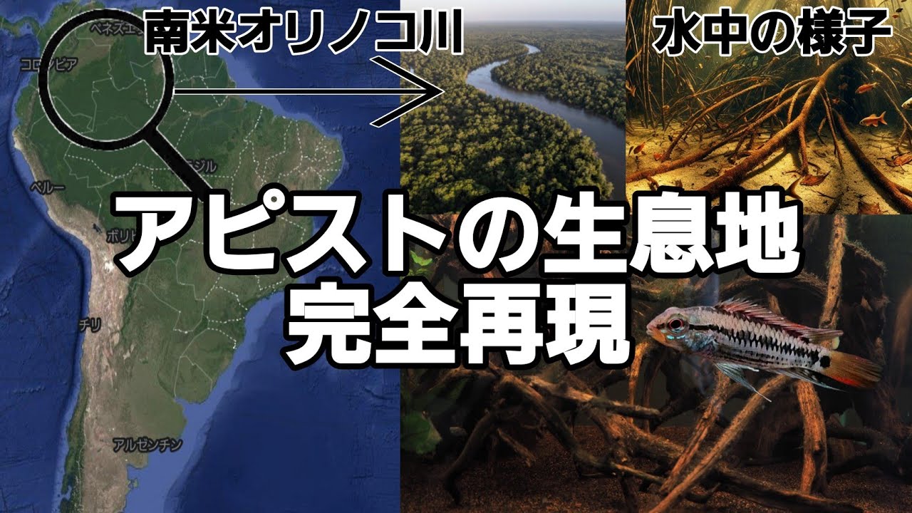 希少種アピストの生息地に迫る！南米オリノコ川を水槽内に完全再現！