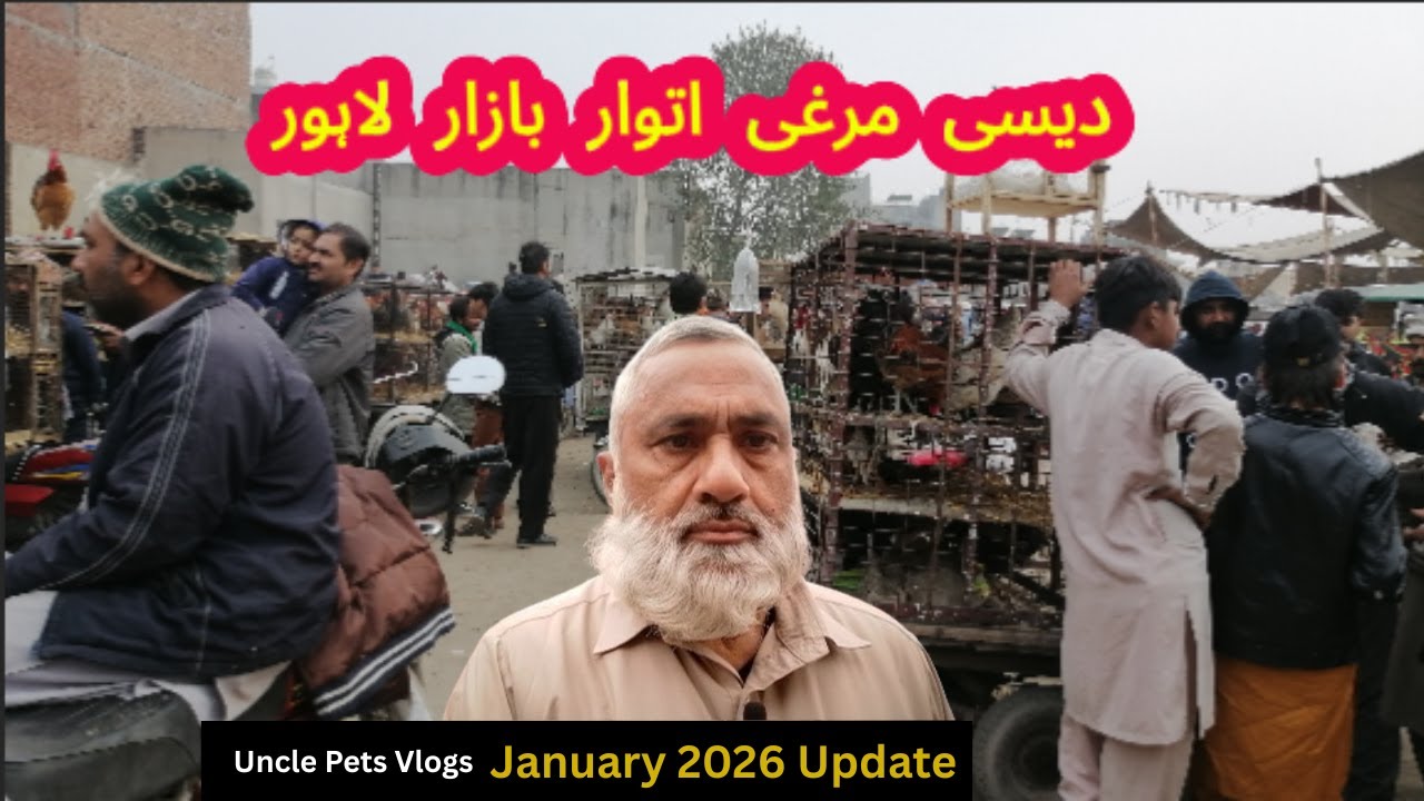 Lahore Sunday Desi Murgi Bazar explore Full update | Sunday Bazar new update | Birds prices update