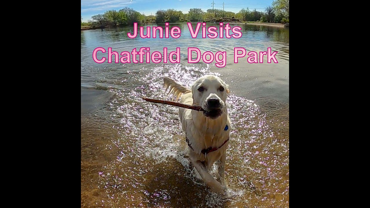 Junie Visits Chatfield State Park Dog Off Leash Area