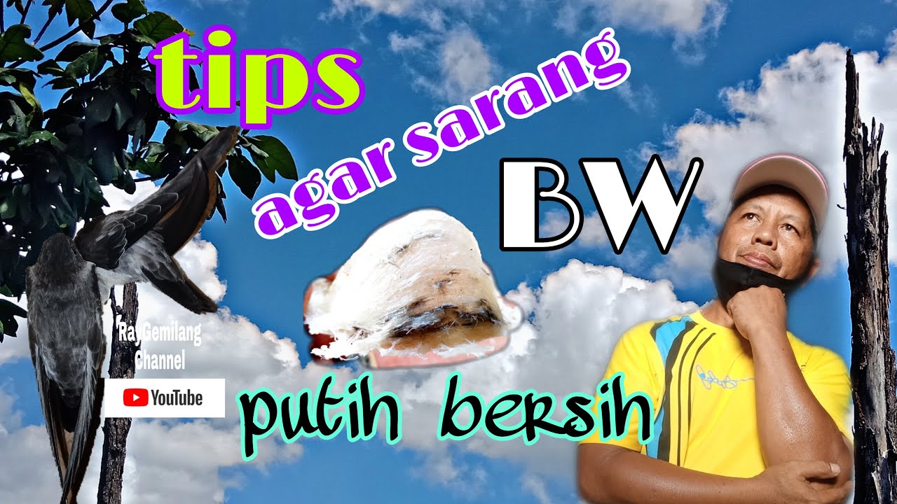 TIPS AGAR SARANG BW PUTIH BERSIH_perawatan rutin kurangkan amonia.