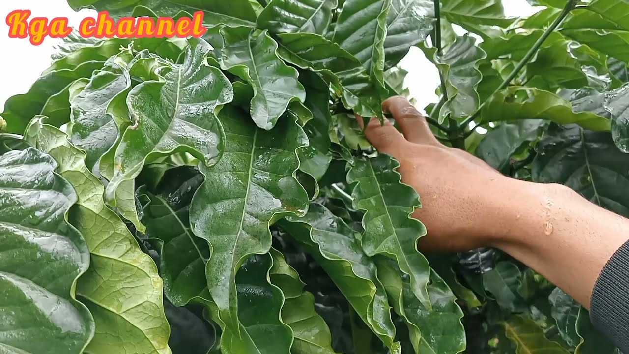 P6... đừng trồng cà phê xanh lùn nếu bạn không biết những điều này , kỹ thuật tạo tán, cách bấm ngọn