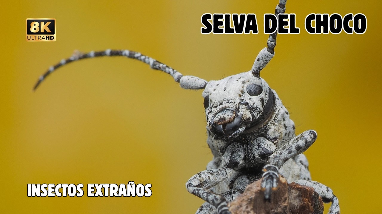 SELVA DEL CHOCO: Criaturas Que Parecen de Otro PLANETA | Documental Episodio 2
