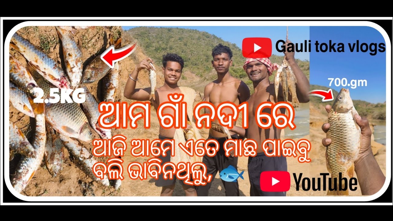 ଗାଁ ରେ ସାଙ୍ଗ ମାନଙ୍କ ସହ ମିଶି ମାଛ ଧରା 🥰🐟 #kandhamal #odisha #nature #villagelife #village #fishing
