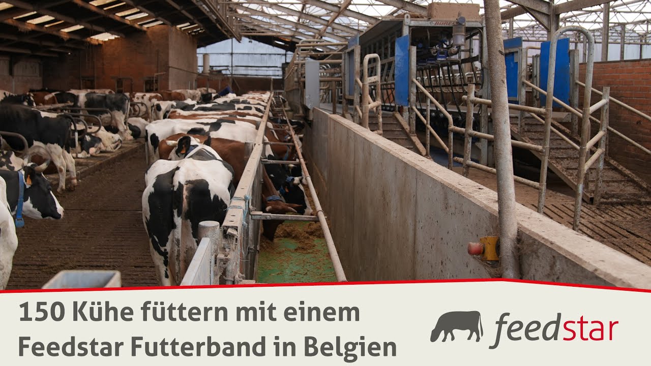 Feed belt (space-saving) under milking parlor | This is how a Belgian farm feeds 150 cows with Fe...